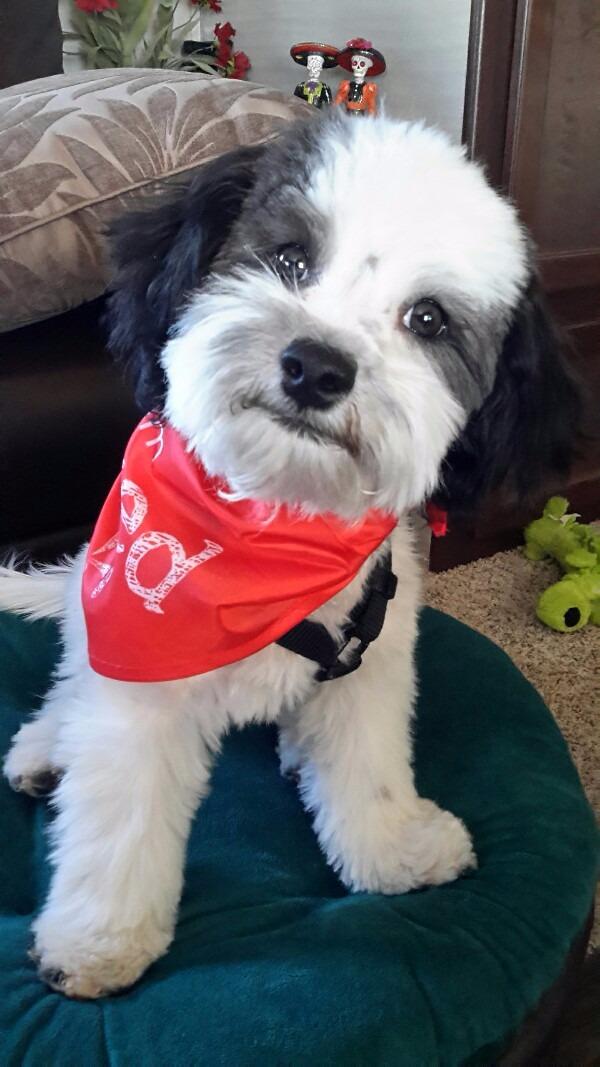 Read this book it will change the way you see your dog.