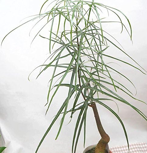 Amazon 花想久里 はなおくり ボトルツリー ブラキキトン ルペストリス １本立 ６寸 生 フラワーギフト 細い葉 と 基部のふくらみ が魅力 珍しい 葉の形 の 観葉植物 花想久里 観葉植物 通販