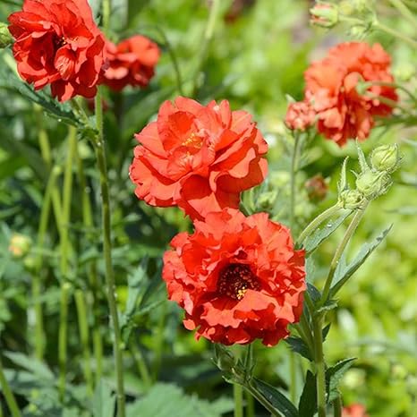 Amazon Co Jp ゲウム ブレイジングサンセット 西洋ダイコンソウ 3 5号ポット苗 1個売り 品種で選べる花苗 学名 Geum Blazing Sunset バラ科ゲウム属 ダイコンソウ属 耐寒性宿根草 原産地 ヨーロッパ 別名 西洋ダイコンソウ ブレージングサンセット