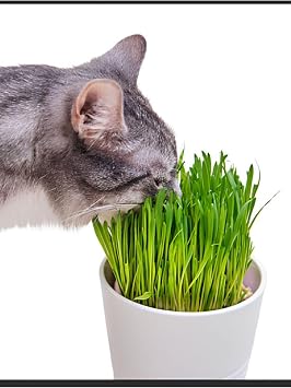 Kedi Çimi Canlı Saksı Bitki, Kediler İçin Hazır Otu, 3 Adet 12'lik Saksıda, Yeşil