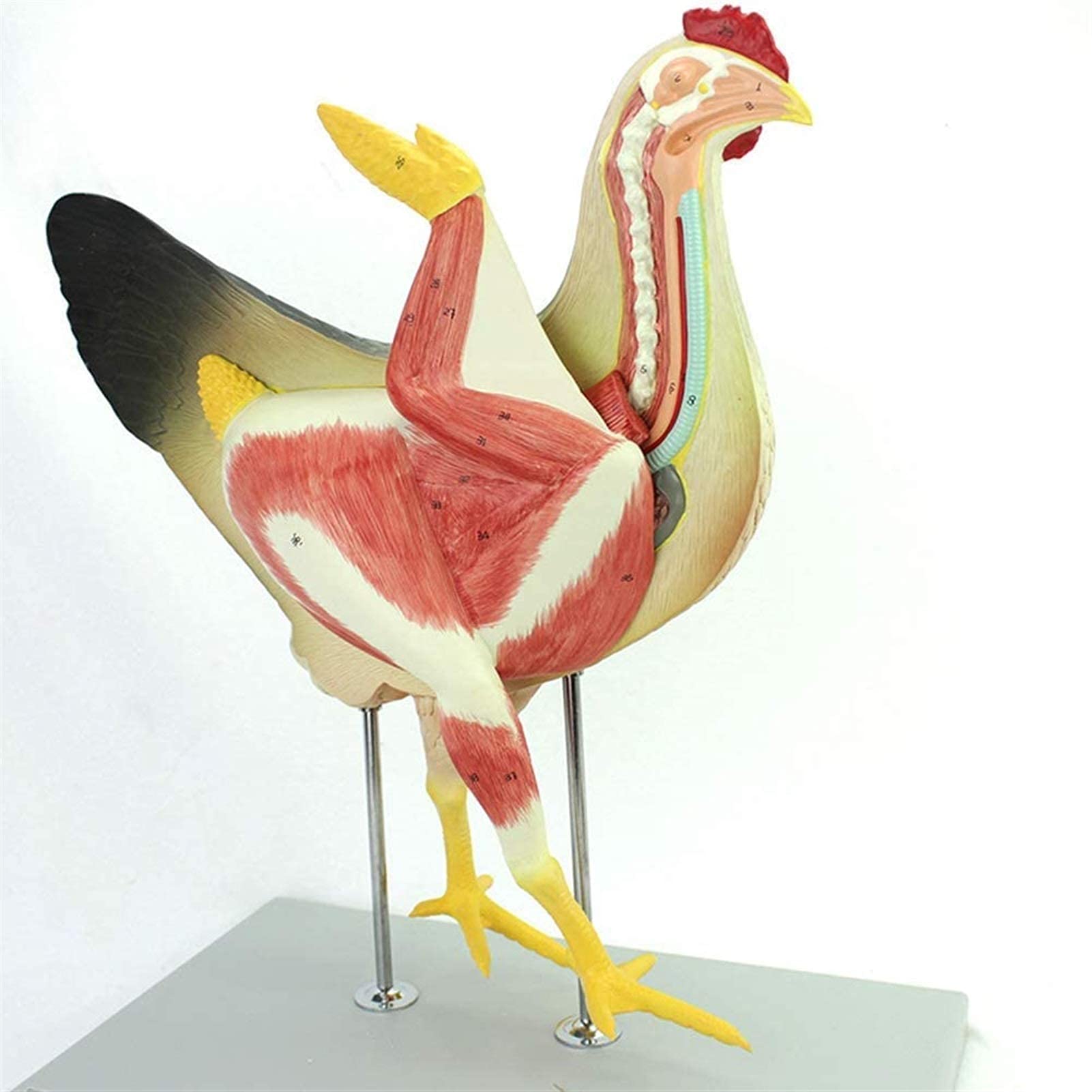 Model Narządów Kurczaka, Mięśnie Trzewne, Nerwy Trzewne, Anatomia Drobiu Weterynaryjnego, Zestaw Odczynników Naukowych, Materiały Laboratoryjne, Modele Medyczne, Materiały Edukacyjne