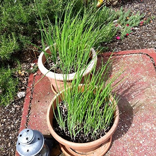 VibeX Pernnial Spring Onion Seeds-500 Seeds (B0B9Y62PM2) Amazon Price History, Amazon Price Tracker