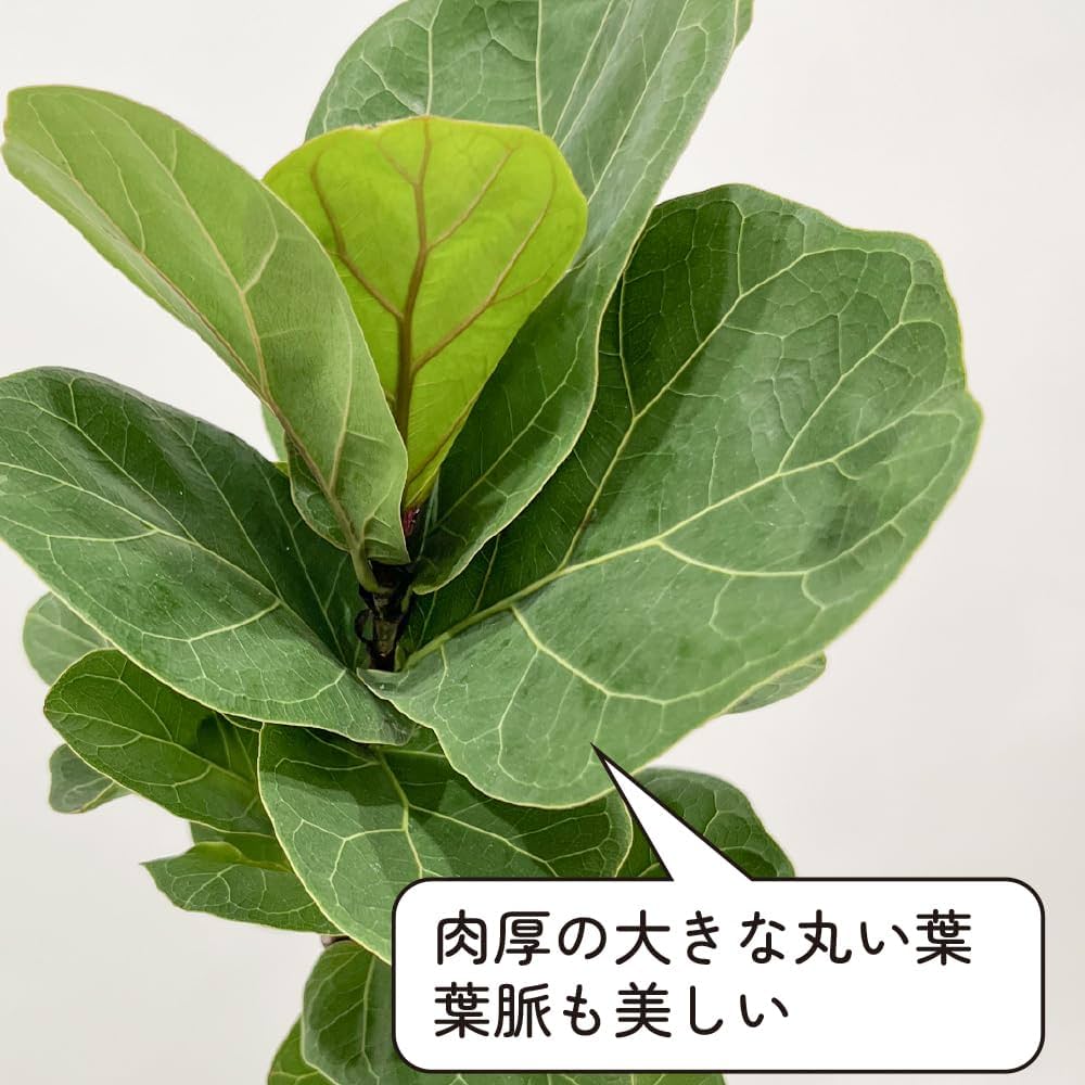 【ｕ.⚠追加有り❗️】波打つ葉が魅力♪フィカスカシワバゴムバンビーノ10号 カシワバゴム バンビーノ。 住所 岡山県岡山市南区新保1142-6 駐