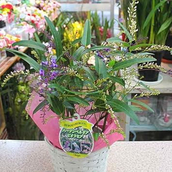 Amazon Co Jp ハーデンベルギア 5号鉢 籐かご付き 紫色の可愛い小さな花が垂れるように咲く春の鉢植え Diy 工具 ガーデン