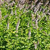 Outsidepride Spearmint Seeds - 20,000 Pcs Perennial, Aromatic, Easy to Grow Mint Herb Seeds for Planting in Indoor & Outdoor Gardens, Ideal for Culinary Use, Tea Gardens, Hydroponics & Flavorings