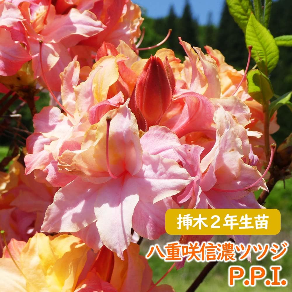 Amazon.co.jp: 八重咲き 信濃 ツツジ 苗 苗木「 P.P.I. 」挿木2年生株