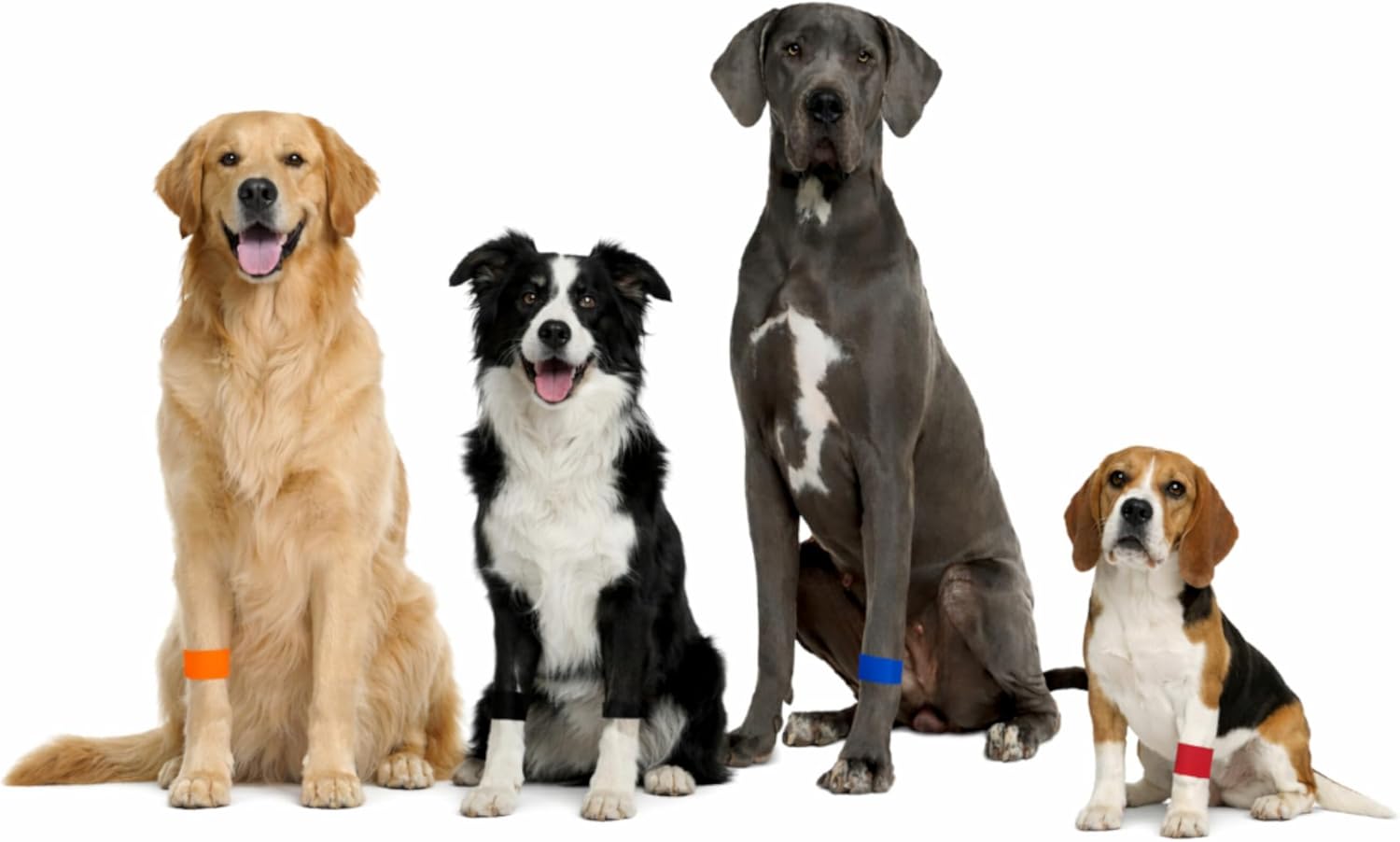Dog Anxiety Relief Band – Acupressure Calming Band for Dogs – Travel Stress and Behavior Support – Slip-On Stretch Fit – AcuPup Natural Comfort Band – Multiple (L 5, 4 Pack)