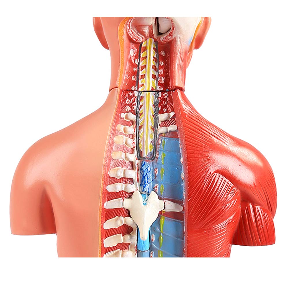 42 cm Mini Model tułowia anatomii człowieka, ciało narządów anatomicznych do nauczania zestaw narzędzi medycznych 18 sztuk bezpłciowy