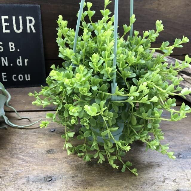 観葉植物 ペペロミア デピーナ １ポット ２ ５ ３号 最前線の デピーナ