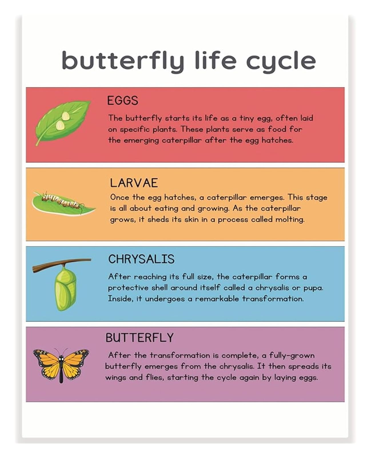 EKFBQBGW Monarch Butterfly Life Cycle Poster Complete Transformation Process Larva Pupa Imago Insect Growth Biology Wall-Art For Preschool Primary School Science Room