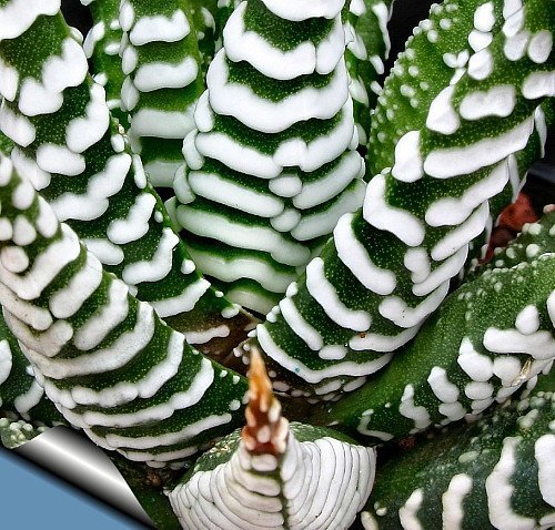 Zebra Haworthia Plant - Easy to grow/Hard to kill! - 3" Pot -unique form jmbamboo