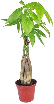 Braided Pachira Stump Money Tree 4" Grower Pot - Feng Shui Lucky Plant for Home Office Decoration - Low Light and Healthy Houseplant - Easy to Care Houseplant for Beginners