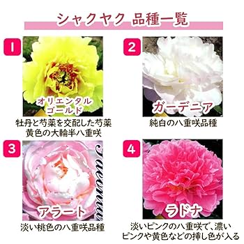 【花苗】芍薬 サラベルナール ★新芽3つ付き★ 淡ピンク 大輪 バラ咲き 八重咲 芍薬【サラベルナール】苗 株分け ピンク 大輪 ピオニー 桃色
