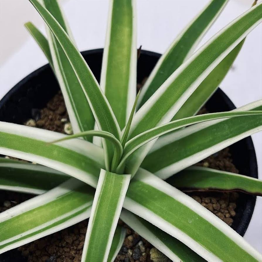 Amazon｜多肉植物：アガベ ブラクテオサ錦 白覆輪*モンテレー