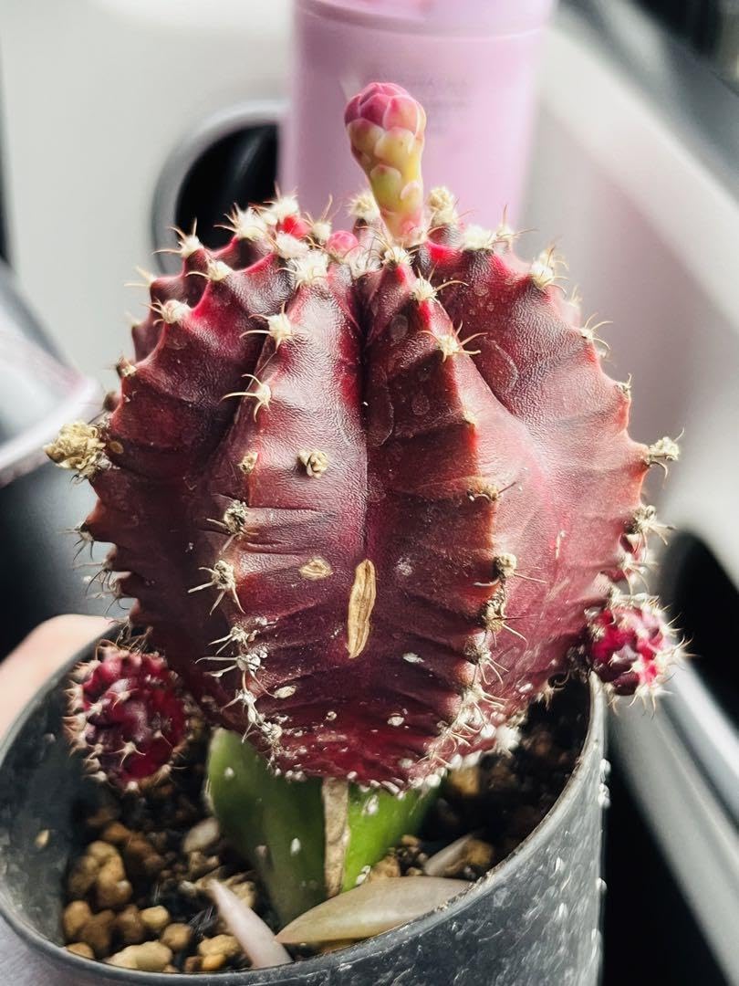 Amazon.co.jp: 人気ギノムカリキウム属 紫 緋牡丹 サボテン苗、実生苗 