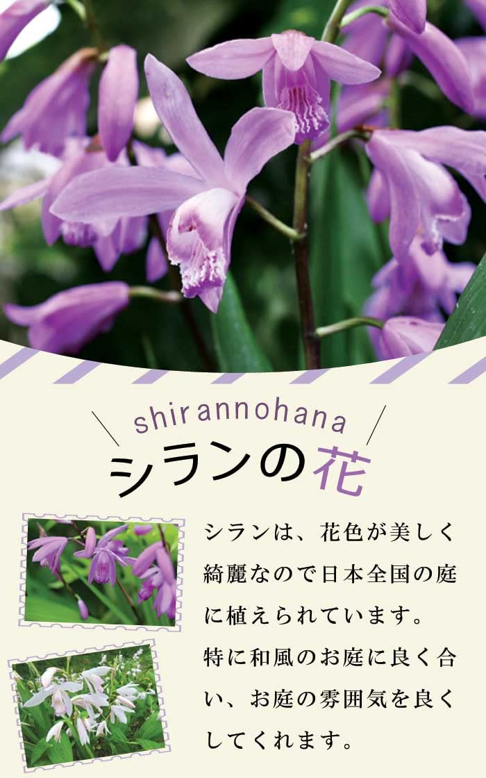 山野草　シラン　紫蘭　球根200g ③ Amazon.co.jp: 【 紫蘭 シラン 】 球根 3株 紫蘭 シラン 紫 山野草