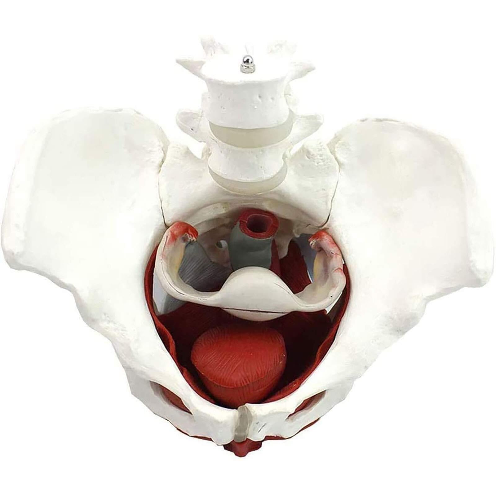 Modèle Anatomique Bassin Féminin Modèle Anatomique Médical Cadeau Gynécologie Et Muscles Amovibles Organes Pubiens Anatomie du Plancher Pelvien