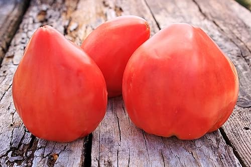 Semillas Tomate Budenovka Rojo Sabroso Vegetal de la reliquia para plantar sin OMG