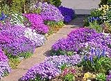 1000 Rock Cress Seeds - Royal Mix (Aubrieta Hybrida) Compact, Ground Cover