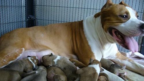 Miniatura 7 de PRO-FERRIC 100 CC Tónico Líquido Mejor Mascotas Booster de Sangre Hierro Perro y Gato Multi Vitaminas Suplemento para Inmunidad Animal Energía y