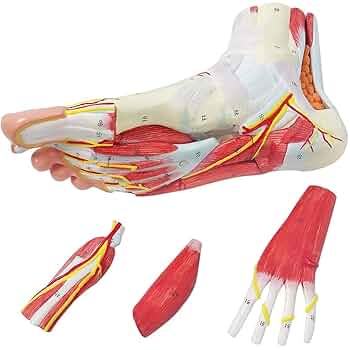 A338 足の解剖模型 9部品 A338 足の解剖模型 9部品