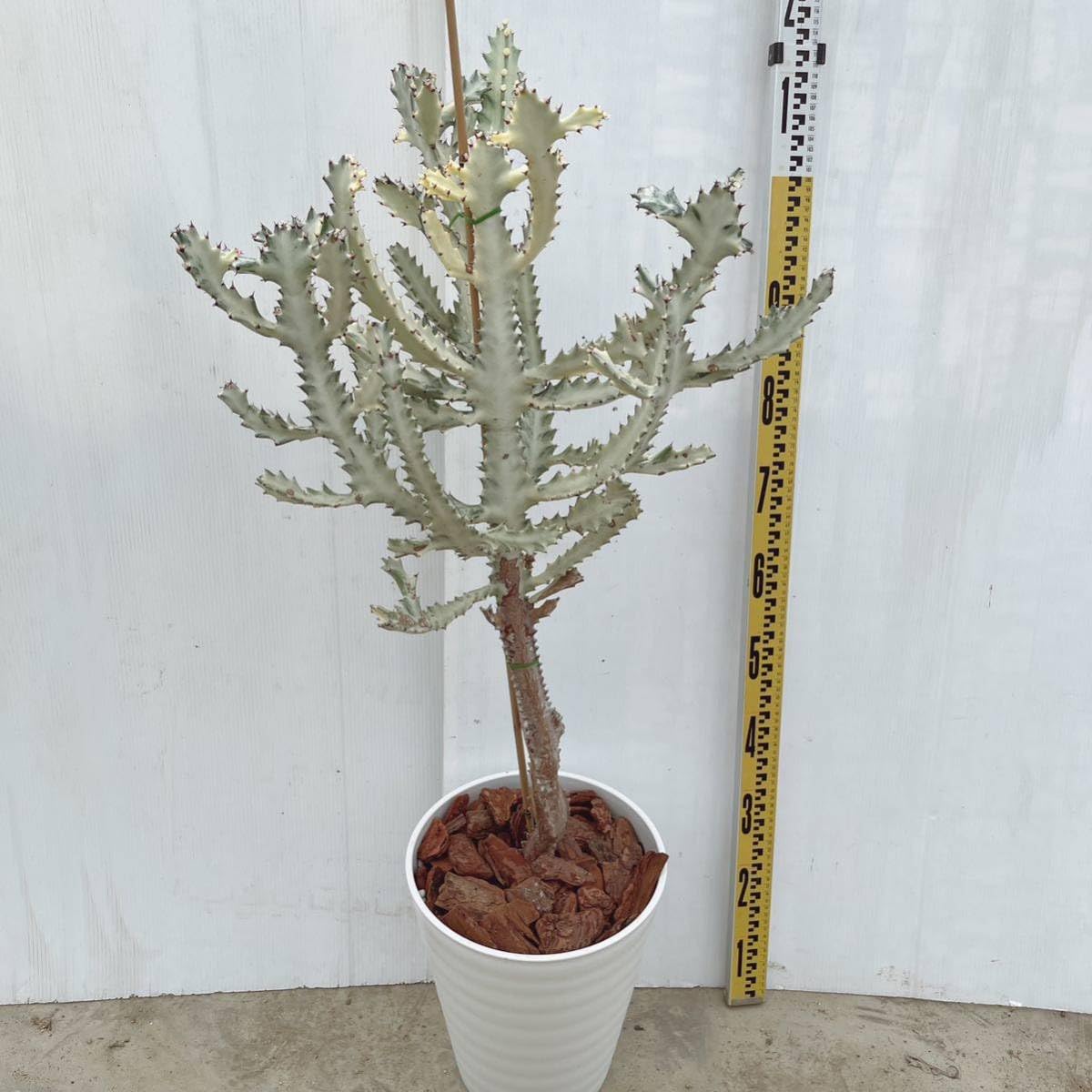 ②現品販売です。サボテン・ホワイトゴースト Amazon.co.jp: 多肉植物 サボテン ホワイトゴースト 10号