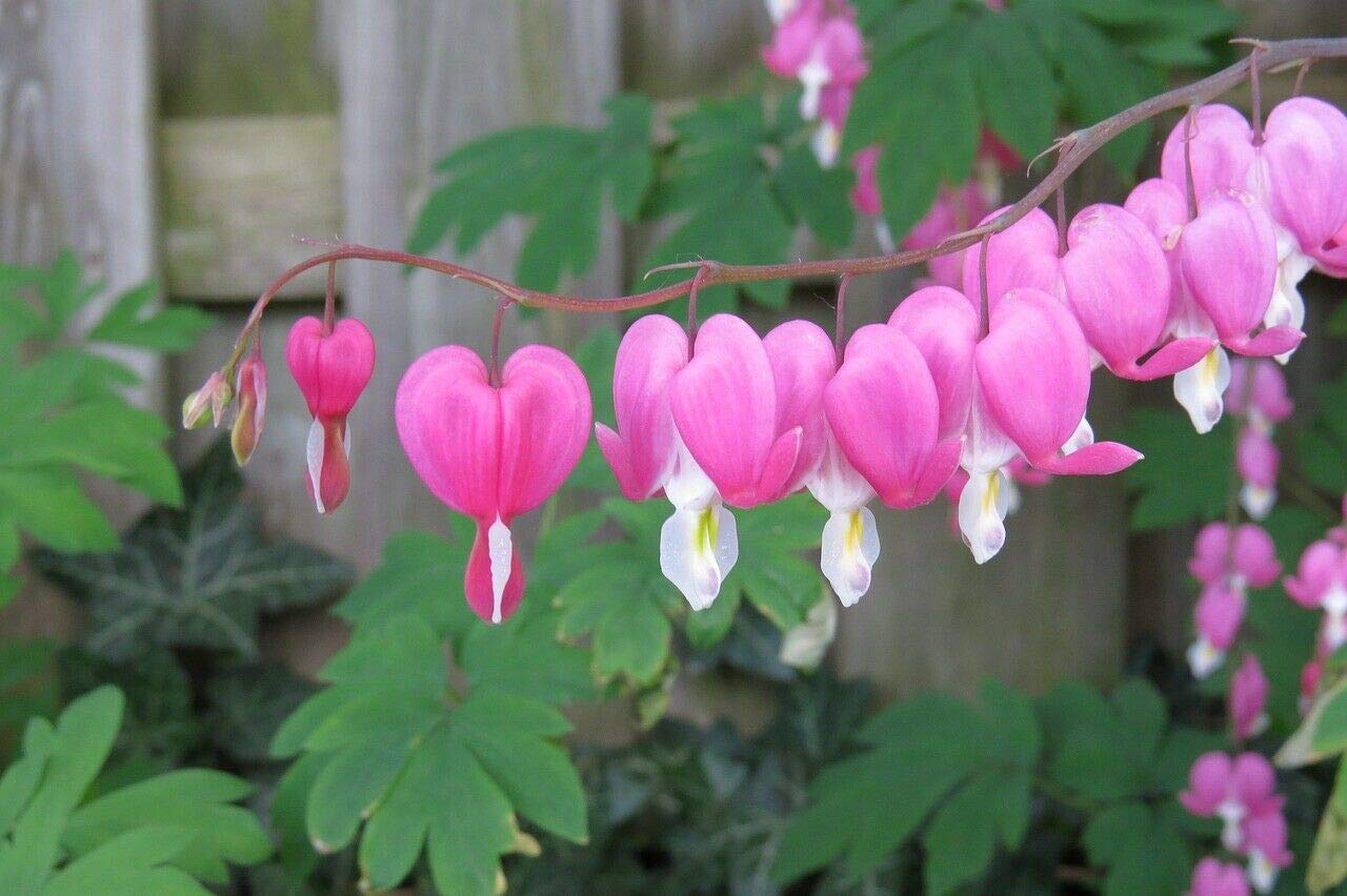 Dicentra spectabilis Red, Heart Bleeding Heart, x10 Seeds Fairy Flower Seeds