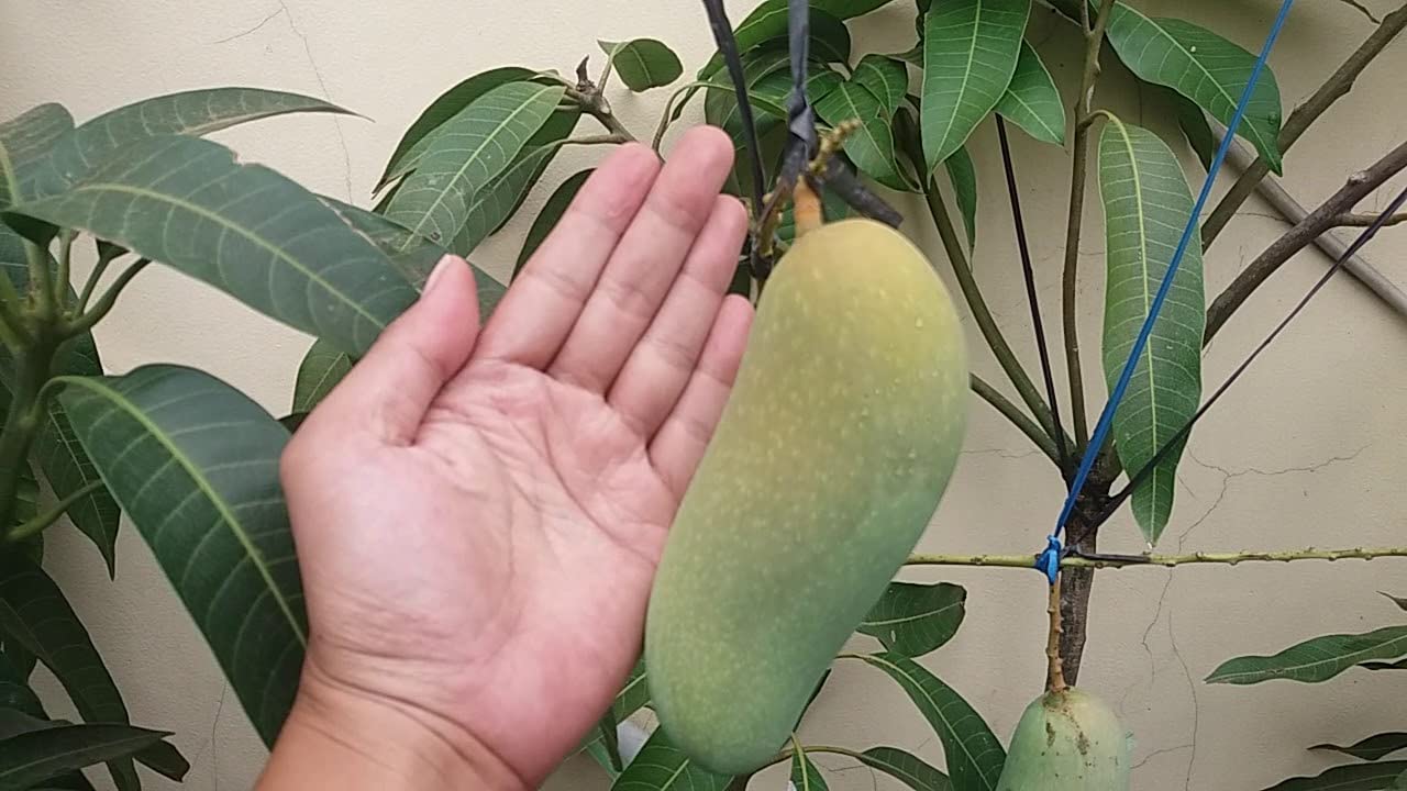 PYANABI LIVE Mahachanak Mango Plant-Grafted Rare Variety (B0BRNNJ4PL) Amazon Price History, Amazon Price Tracker