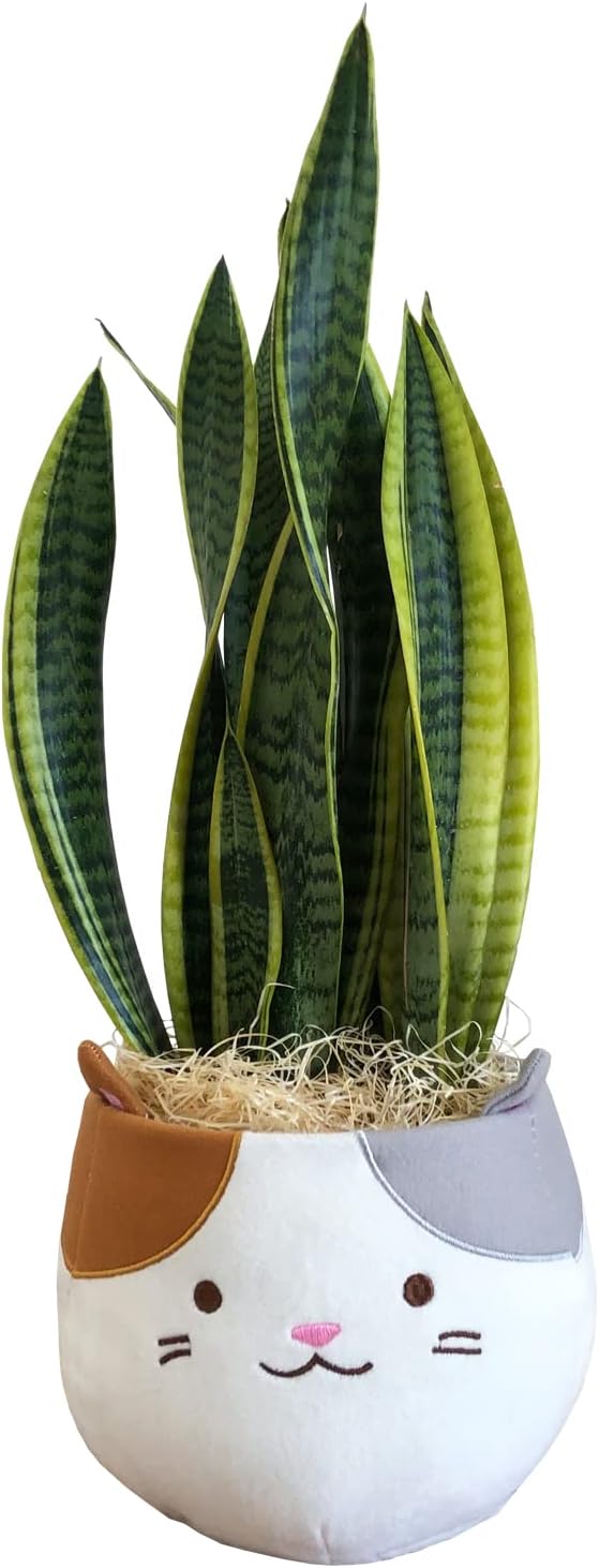 花のギフト社 サンスベリア 観葉植物 本物 ミニ サンセベリア 観葉 植物 ミニ観葉植物 虎の尾