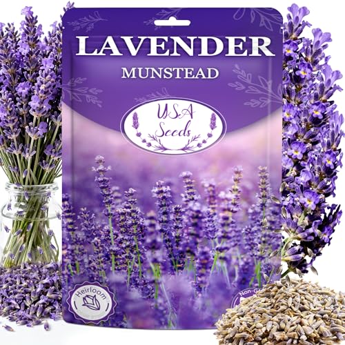 12000+ Perennial Lavender Seeds for Planting - Lavender Munstead Seed Non-GMO Heirloom Seeds Indoor or Outdoor Gardens, Culinary & Fragrant Pollinator Flower