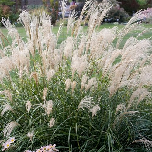 Miscanthus Adagio - Perennial Ornamental Grasses Outdoor Garden Ready Plant - Eulalia Maiden Grass Plants for Garden - Ornamental Grass Plants for Beds, Borders and Pots (2 Litre Pot, 35-50cm)
