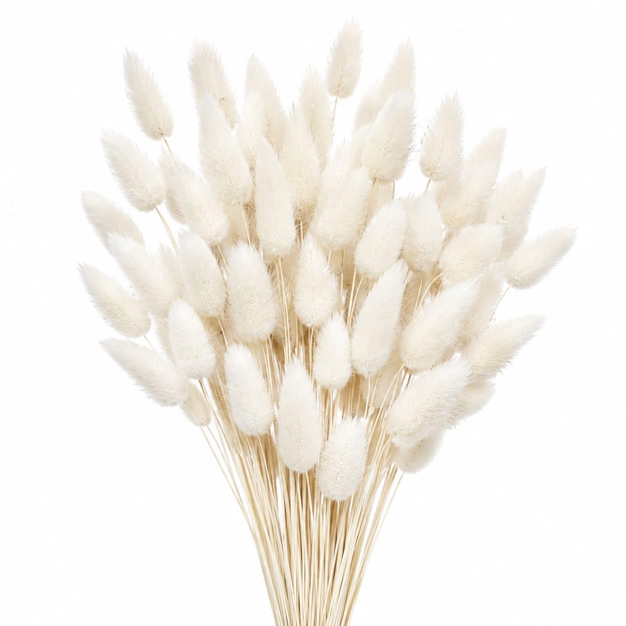 Dried Natural Bunny Tails LAGURUS OVATUS 50 PCS Bunch for Home Decor Floral ARRANGMENTS Wedding Decor Gift Rapping DIY Craft etc.-image-28