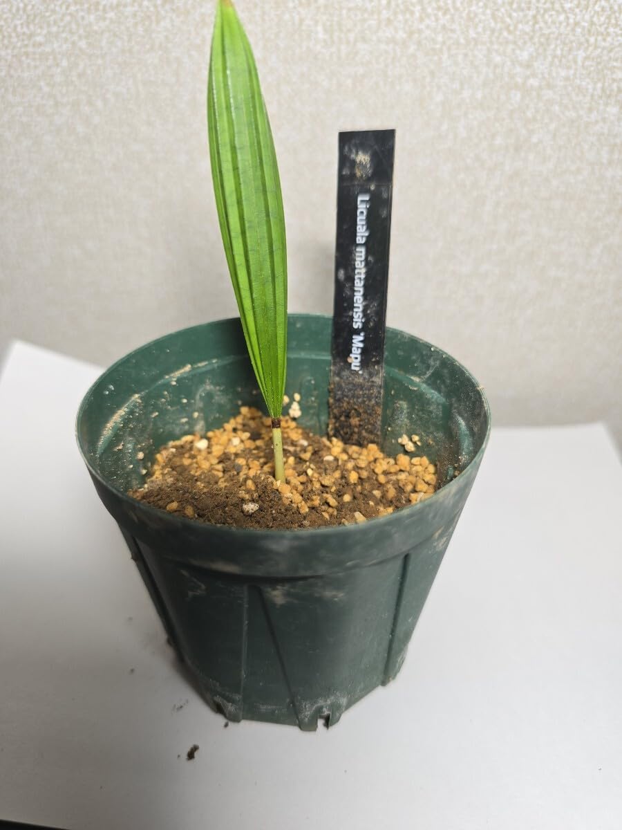 Amazon.co.jp: リクアラ マッタネンシス マプ Licuala mattanensis