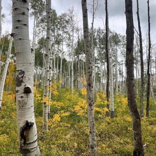 Gratitude,mudita, appreciation, joy: talk and guided