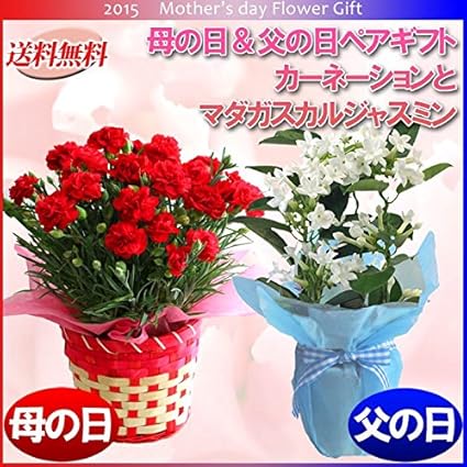 Amazon 母の日 父の日 ペアギフト 赤系カーネーションとマダガスカルジャスミン 鉢植え 花と雑貨のabc ホーム キッチン Amazon 母の日 父の日 ペアギフト 赤系カーネーションとマダガスカルジャスミン 鉢植え 花と雑貨のabc ホーム キッチン