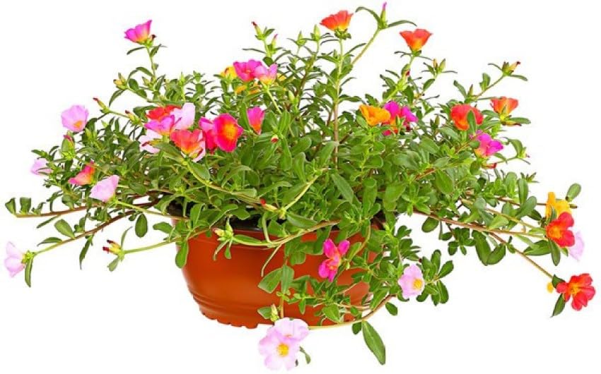 Cloud Farm Live 9 OClock/Portulaca Flower Best Attractive Flowering Plant For Home/Balcony/Outdoor Garden - Healthy Live Plant - 1 Healthy Live Plant CF_117 (B0CPL8TKZ7) Amazon Price History, Amazon Price Tracker