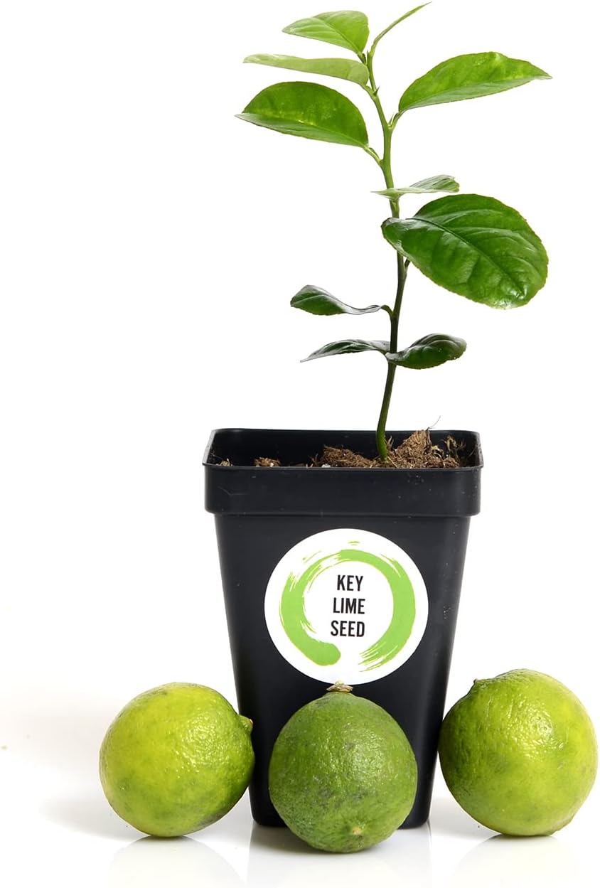 Grafted Key Lime Tree Live Plants for Growing Outdoors, 3