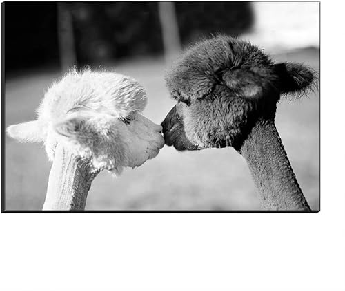 Wall Art Canvas Print Cute Animal Two Kissing Alpacas Llamas Painting Picture and Poster Morden Artwork Home Decor for Living Room (Framed,60x90 cm)