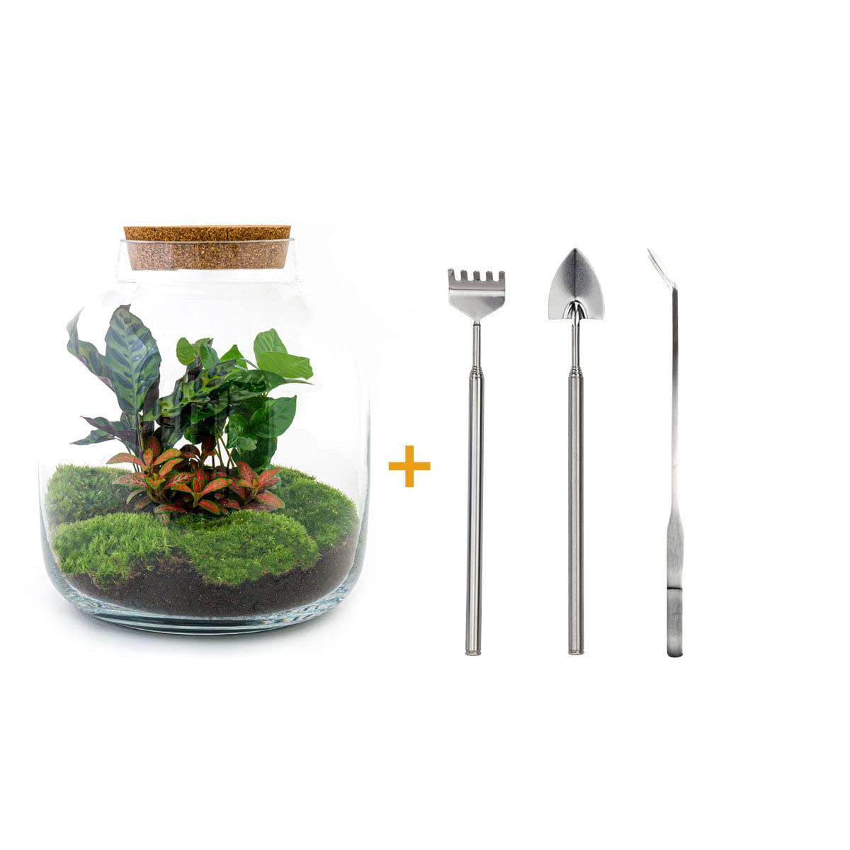 Rośliny terrarium • Botanic Sven XL • Roślina ekosystemowa • ↑ 43 cm - DIY - kompletny zestaw do terrarium - urbanjngl | Terrarium + grabie + łopata + pęseta