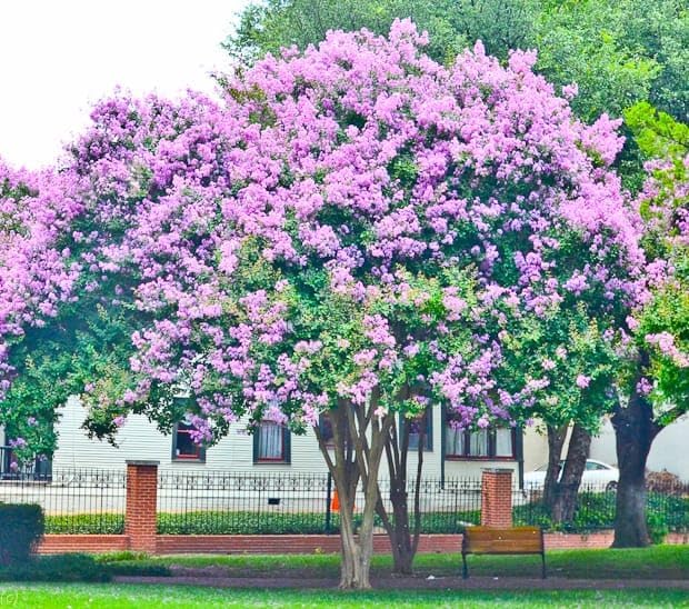 Bundle of 4 Muskogee Crepe Myrtle Trees - Purple Blooms - Quart Containers - FIBROUS Root System - Crape Myrtle Guy - Live Plants