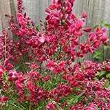 semi di ginestra da giardino roccioso resistenti scopa resistente per giardini, siepi e arbusti biologici aiuola, decorazione balcone 150pcs