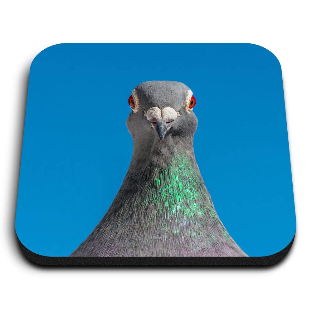 Destination Vinyl Ltd Multicolor 1 X Square Mdf Fridge Magnet - Blue Pigeon Bird Face Racing Birds 44381