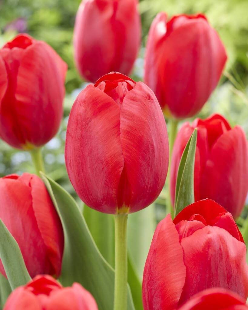 Red Impression Tulip Bulbs – Vibrant, Early Spring Blooms - Velvety Red Blooms (10 Bulbs)