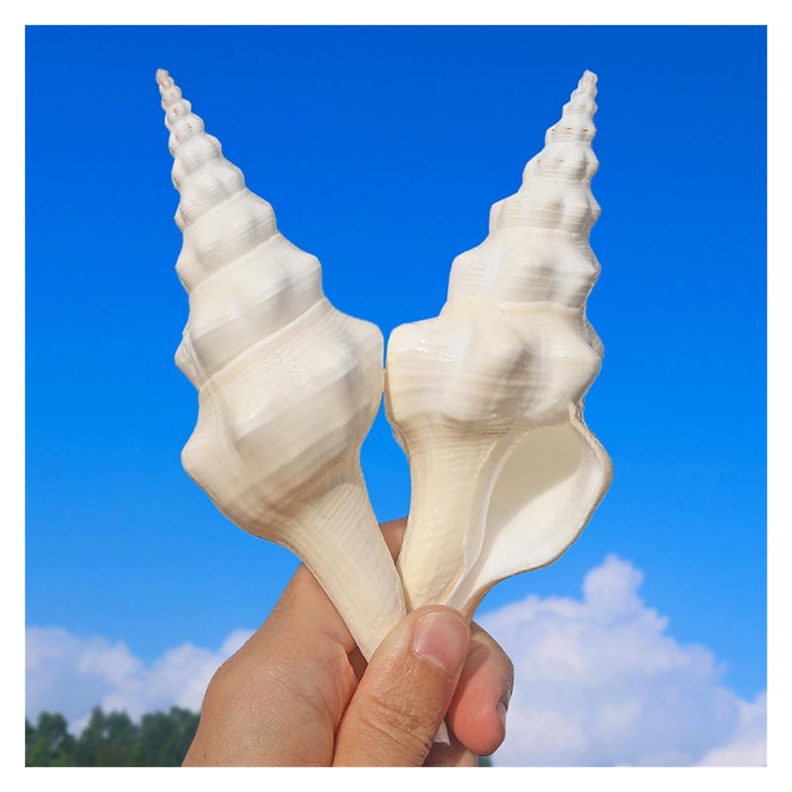 Grandi Conchiglie Marine, Conchiglia Naturale, Conchiglie da 13-14 cm, enormi Conchiglie oceaniche for Decorazioni for la casa for Matrimoni, acquari, Feste a Tema