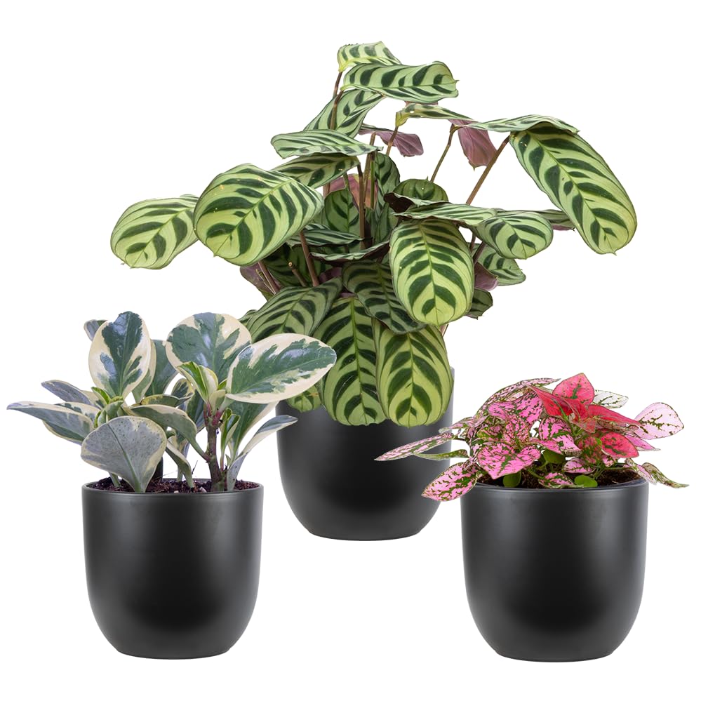 Plantsome Pet-Friendly Plant Trio in 4 inch Black Ceramic Pots