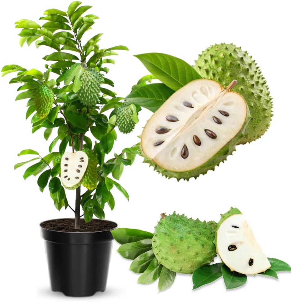 No CA, Sweet Giant Soursop Tree Live Plant in 1 Gallon Pot, 2-3 Feet Tall, Guanabana Annona Muricata Seedling Plants for Zones 10-11 Planting