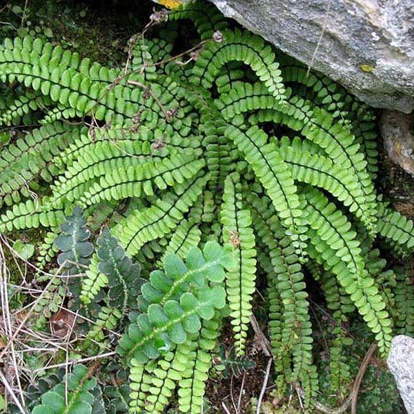 6x Braunstieliger Streifenfarn - Asplenium trichomanes - Topf 9x9cm - Robuster Steinfarn für Garten