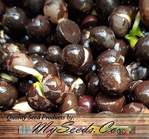 Miniatura 8 de Paquete grande - (25) semillas de planta de té - Camellia sinensis - Semillas de flores comestibles (paquete grande - planta de té)