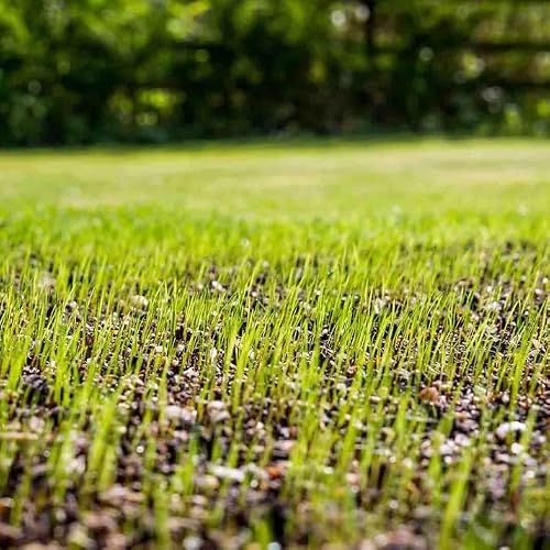 North Star Grass Seed (10 lbs) | Premium Kentucky Bluegrass & Tall Fescue Blend Non-Returnable - Thumbnail 7