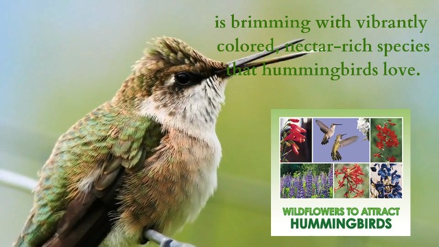 ハミングバード Amazon.com : Hummingbird Nectar Wildflower Seeds - 1oz, Open